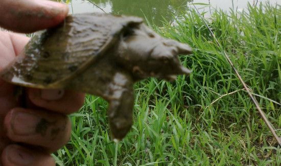 钓甲鱼用什么饵
