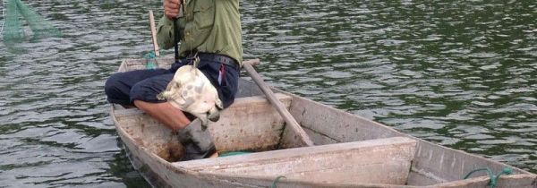 钓甲鱼用什么饵