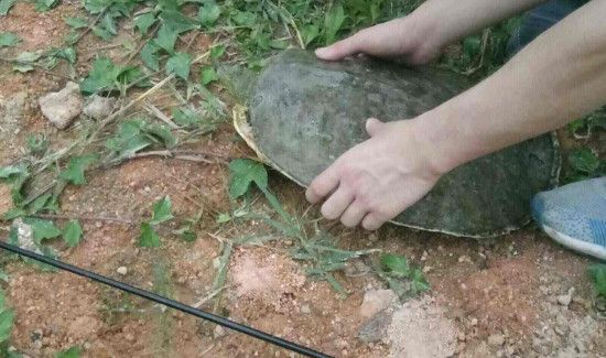 钓甲鱼的技巧和方法