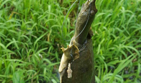 钓甲鱼的技巧和方法