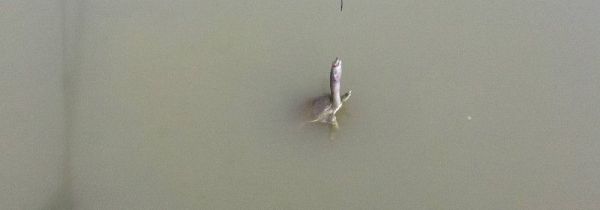 钓甲鱼怎么穿猪肝图