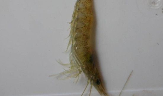 钓鲈鱼怎么挂小虾