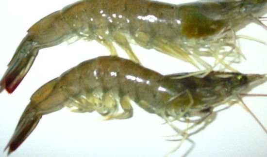 钓鲈鱼怎么挂小虾