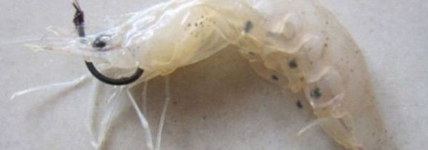 钓鲈鱼怎么挂小虾