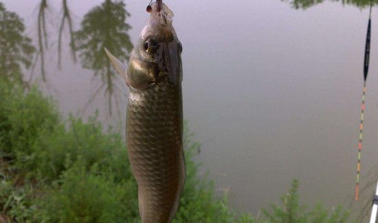 钓鲤鱼用几号钩