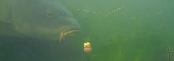 钓鲤鱼调漂的正确方法