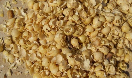 钓鲤鱼用什么打窝