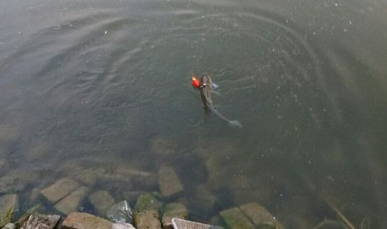 钓鲤鱼调漂的正确方法