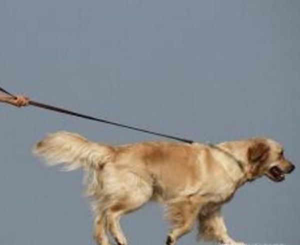 济南发布养犬通告有些什么内容