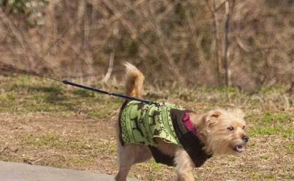 济南发布养犬通告有些什么内容