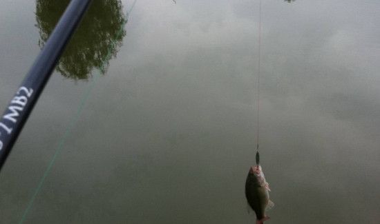 秋季钓鱼钓远还是近