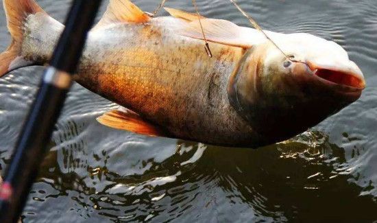 秋季钓鱼用什么饵料