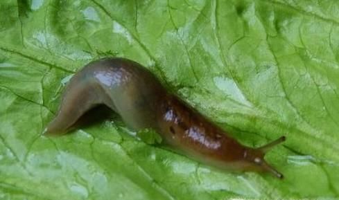 蛞蝓怎么吃最好