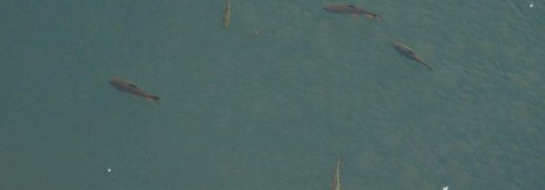 秋季钓鲫鱼用什么味型的饵料