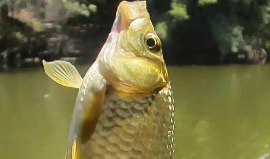 秋季钓鲤鱼用什么味型