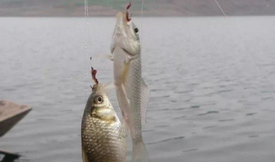 秋季钓鲫鱼用什么饵料