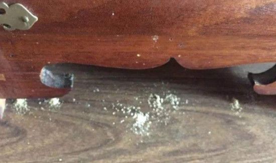 哪些原因会引起家具被虫蛀