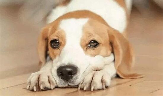 坐火车带宠物需要办什么流程