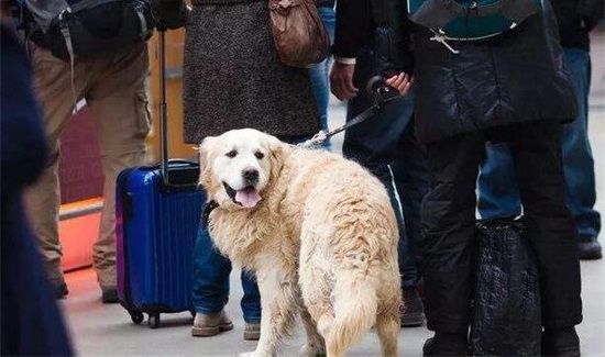 坐火车带宠物需要办什么流程