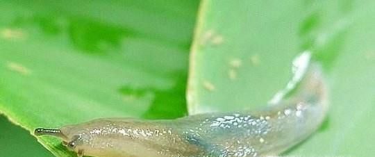 蛞蝓对人体有什么危害