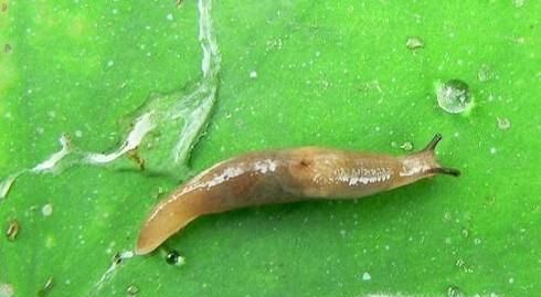 蛞蝓对人体有什么危害