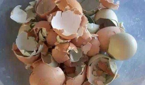 窗台蚂蚁较多怎么处理