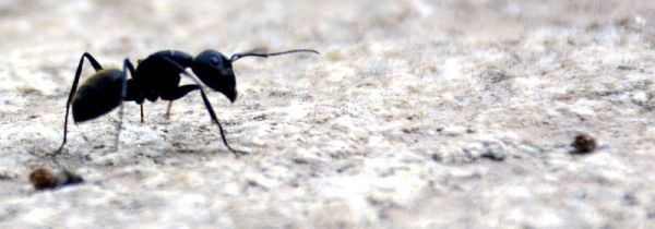 窗台蚂蚁较多怎么处理