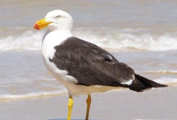 海鸥有多少种类