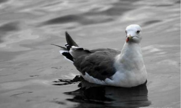 海鸥有多少种类
