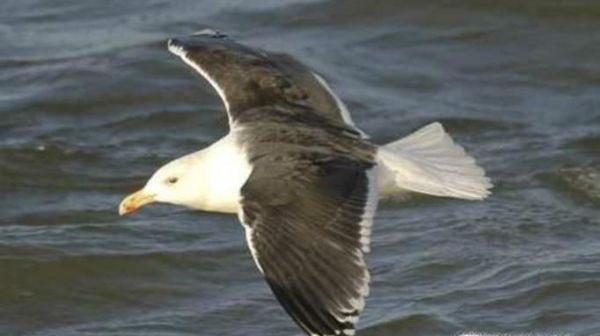 海鸥有多少种类