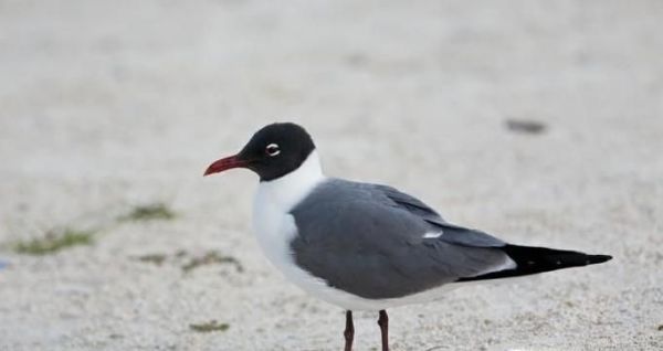 海鸥有多少种类