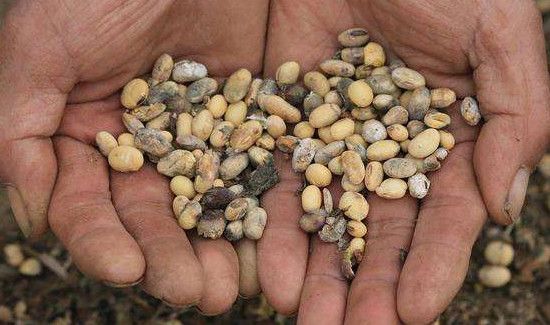 面粉发霉后会产生黄曲霉素吗