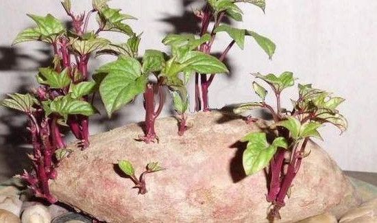 红薯发芽能吃吗有毒吗