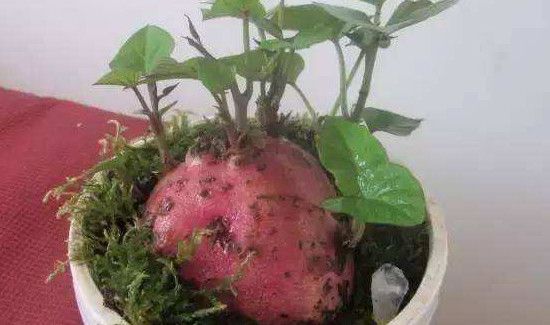 红薯发芽了怎么种土里
