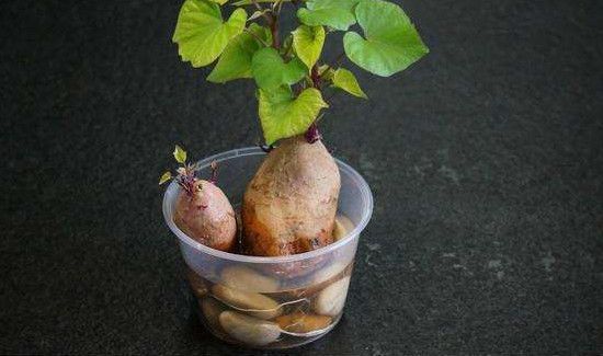 红薯发芽了怎么种土里