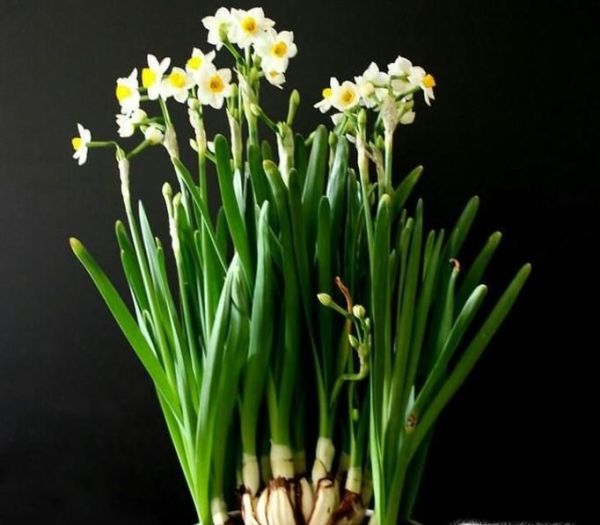 水仙是如何使人中毒的