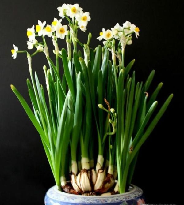 国内哪些地方盛产水仙