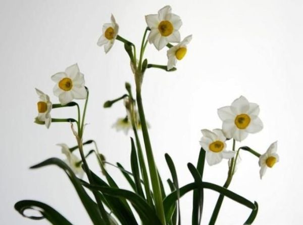 国内哪些地方盛产水仙