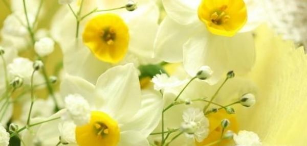 国内哪些地方盛产水仙