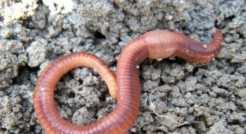 海边钓鱼有哪些技巧？