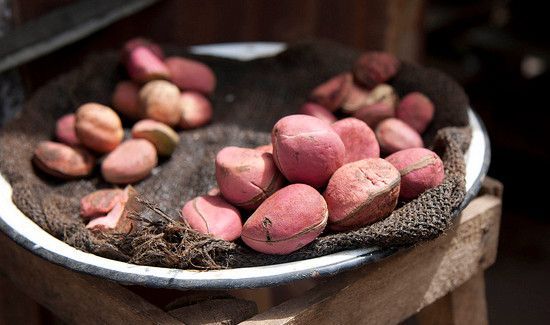 可乐果是什么东西