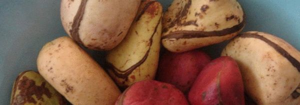 可乐果是什么东西