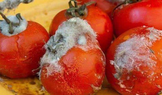 番茄发霉了切掉发霉的部分还能吃吗
