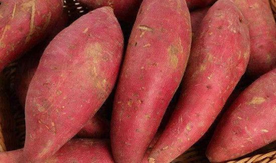 血管地瓜是转基因吗