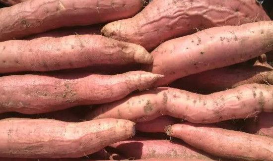 血管地瓜是转基因吗