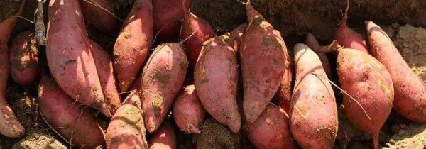 血管地瓜是转基因吗