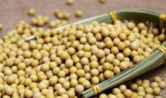 黄豆放了三年还能吃吗