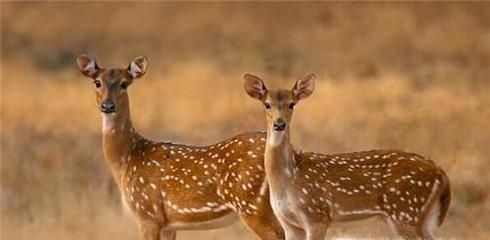 猎豹最喜欢吃什么