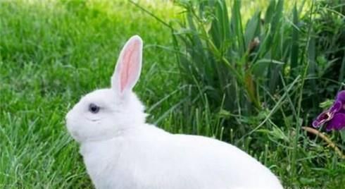 猎豹最喜欢吃什么