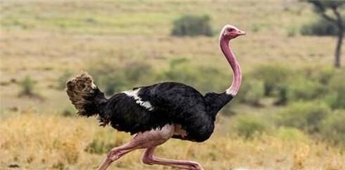 猎豹最喜欢吃什么